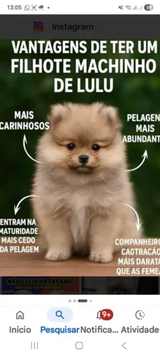 Vendo filhote de lulu fêmea e macho