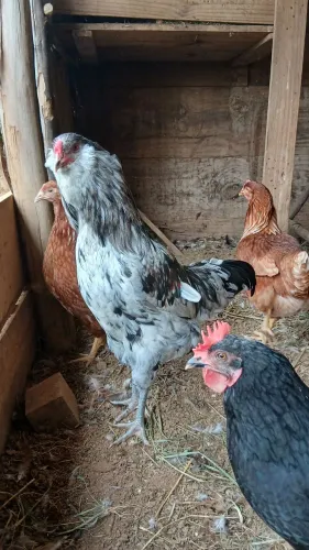 Vendo Galo Ameraucana Splash 