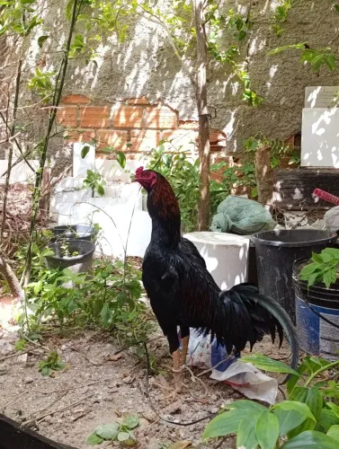 VENDE-SE GALO DE RAÇA