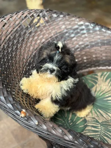 lind filhote shih tzu