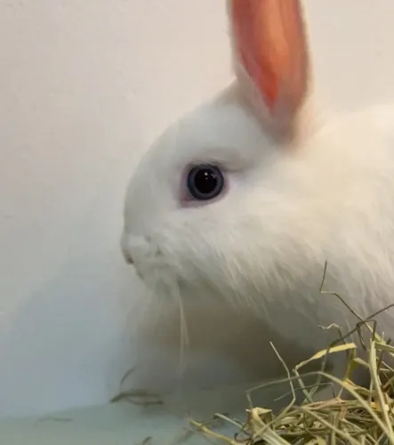 Coelho anão Nederland Dwarf branco MACHO olho azul