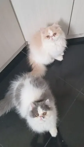 Gatos persas (os dois )