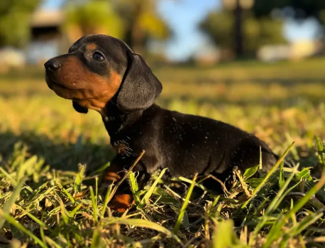 Basset Dachshund Mini