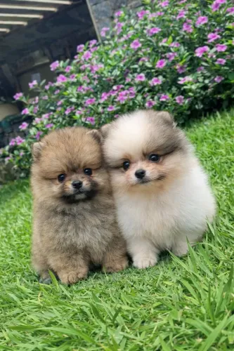 Spitz alemão- lulu da Pomerânia 
