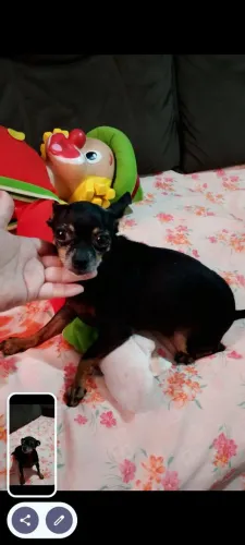 Pinscher fêmea 