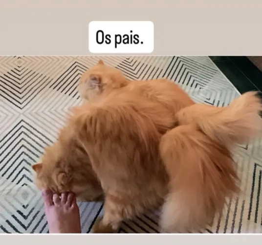 Filhote de gato Persa