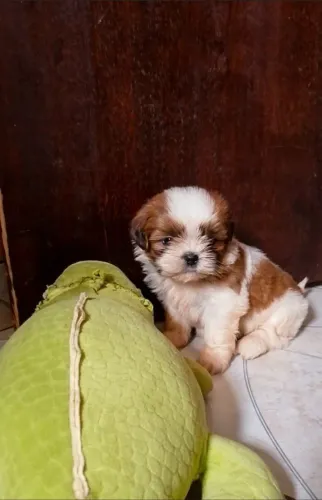 Shih Tzu Fêmea