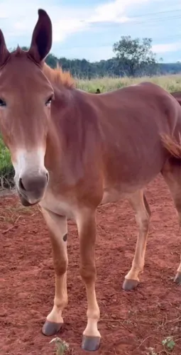 BURRA MULA DE CARROÇA