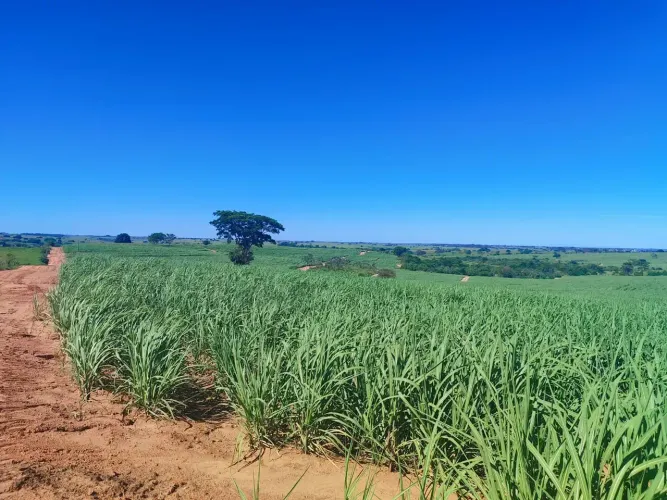 FAZENDA À VENDA MARTINÓPOLIS/SP DUPLA APTIDAO PECUARIA E CANA