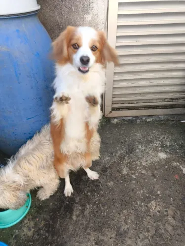 Adoção Responsável: Um Cãezinho Resgatado (Acolhido Recentemente)