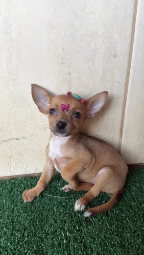 Pinscher fêmea disponível