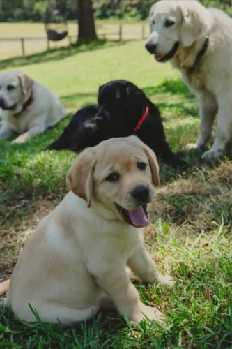 Filhotes De Labrador - O Melhor Presente Da Vida Tem Quatro Patas