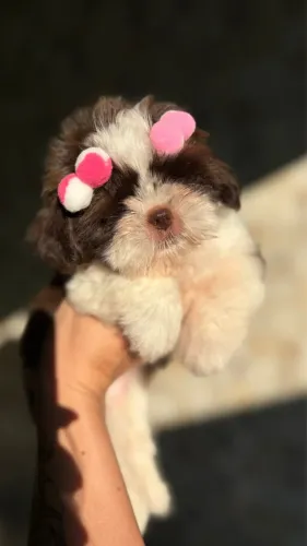 Shih tzu