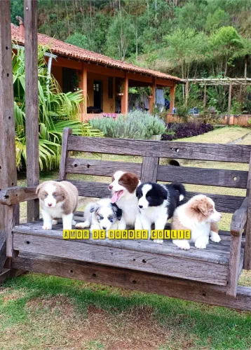 Border Collie Padrão Exposição 