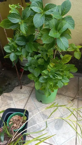 Plantas