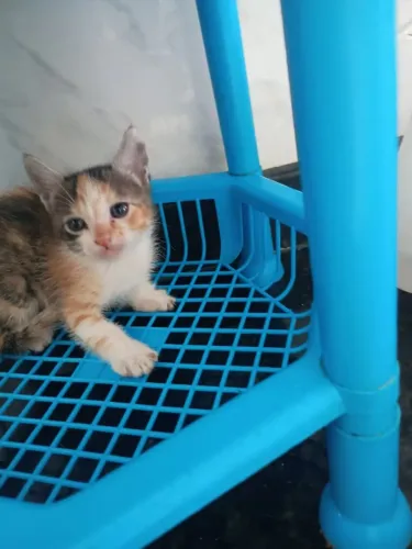Adoção responsável- 5 filhotes de gato idade de 45 dias.