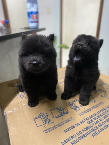 Filhotes de Chow Chow preta fêmeas 