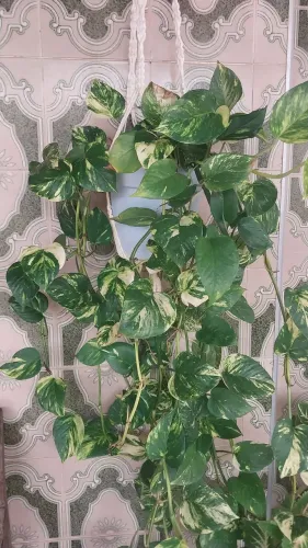 Planta Giboia