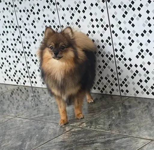 Vendo cachorro 