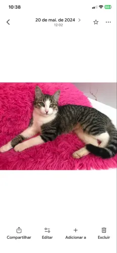 Gata castrada 