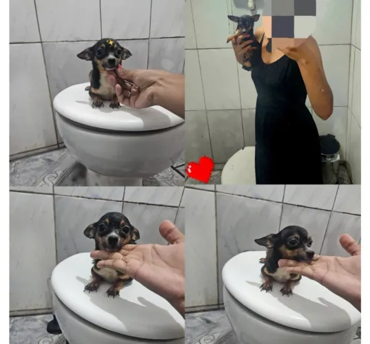 Pinscher macho 00 tem 1 ano 