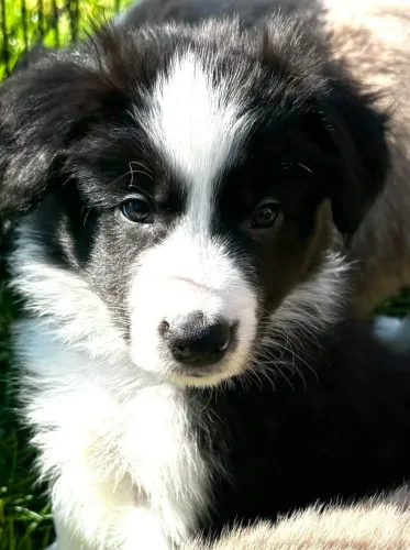 Filhotes de Border Collie | Lindinhos e prontos para o lar!