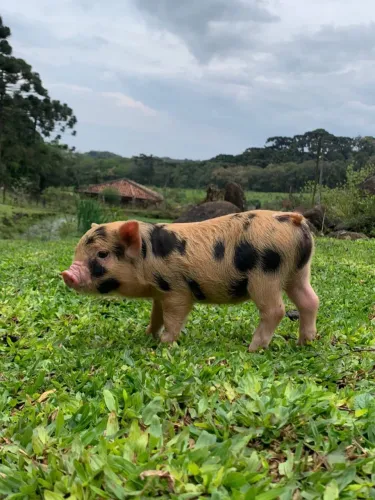 🥳 Cerdo Miniatura Exótico: ¡La mascota adorable que hará sonreír tu hogar!