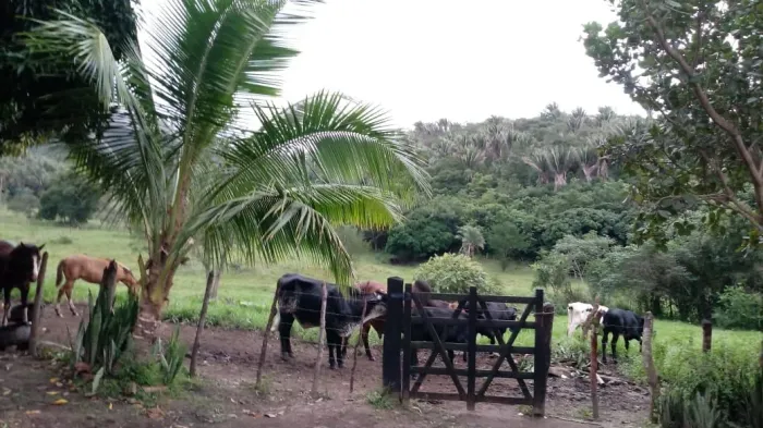 Pequena Fazenda 110 hectares Pindobaçu -BA.Portas fechadas.