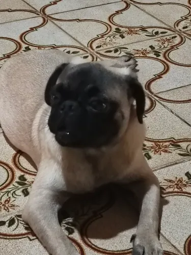 Pug macho com pedigree e vacinas importada 