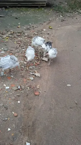 Perus a venda