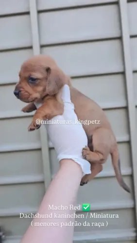Dachshund kaninchen / Miniatura ( menores padrão da raça ) Macho 