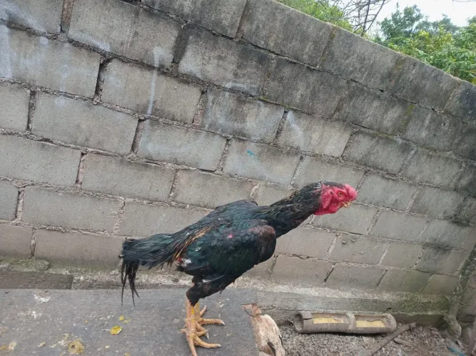 Vendo Galo indio 