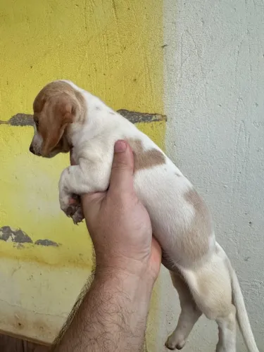 Filhote Cofap Basset ( salchicha ) 