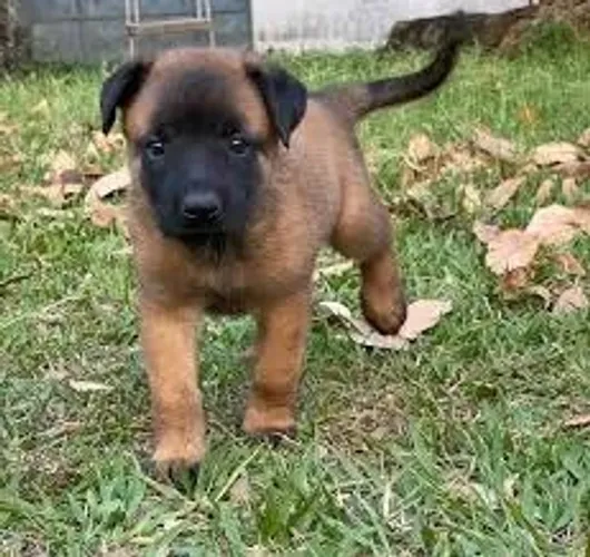 Pastor alemão e belga malinois 