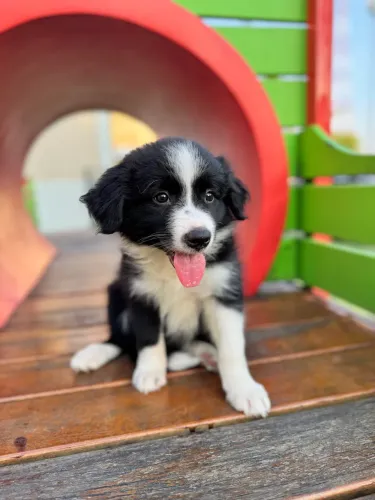 Border collie