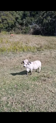 vaquinha mini.