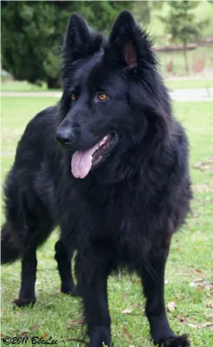 Filhotes de luxo belga lindos bebês parcelo até 18x