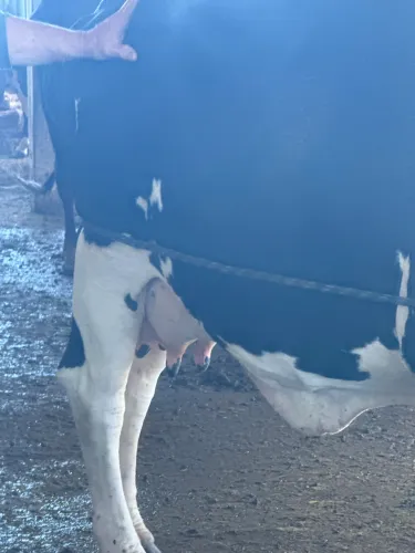 Vaca Girolanda 3/4 holandesa
