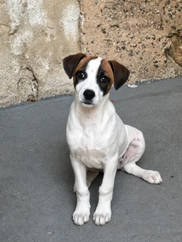 Doação Responsável de Cachorra