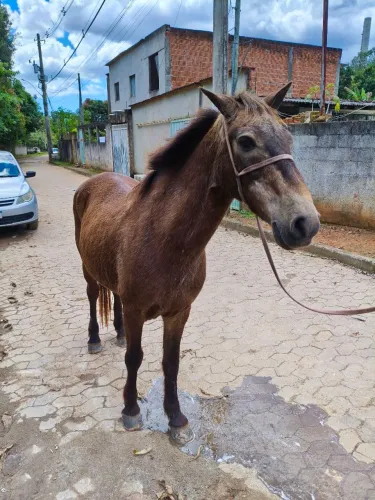 Pônei maior