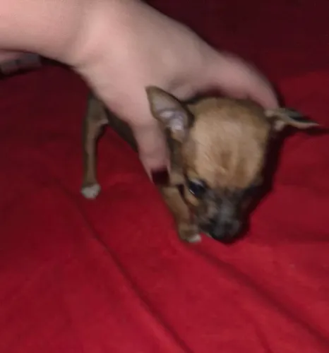 Pinscher Filhote Fêmea