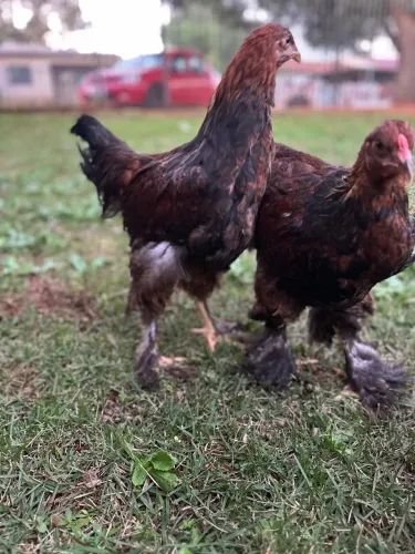 Frango ornamental Brahama perdiz 