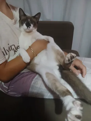 Gato macho castrado p doação responsavel