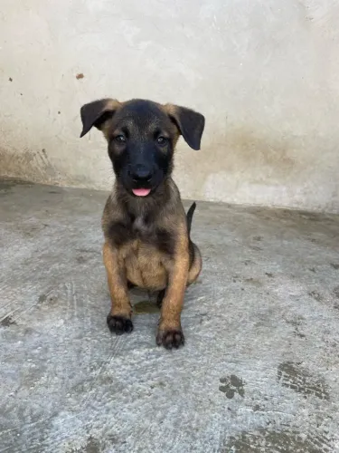Pastor belga malinois babys