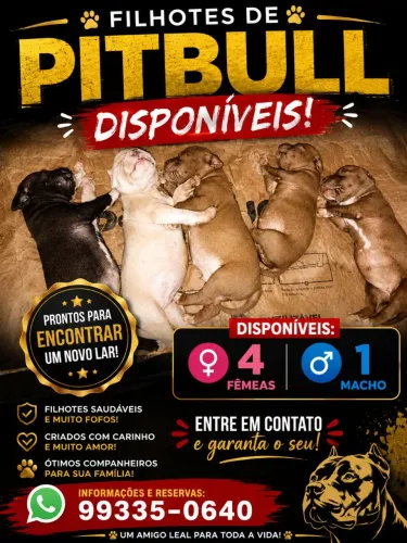 Filhote de Pitbull disponível