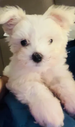 Cachorro Maltês