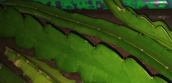 Mudas de pitayas brancas e vermelhas