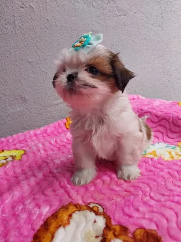Shih-tzu Macho e Fêmea 