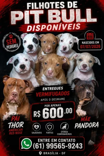 Filhotes de Pit Bull à Venda