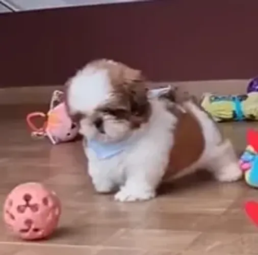 SHIH-TZU MACHOS E FÊMEAS